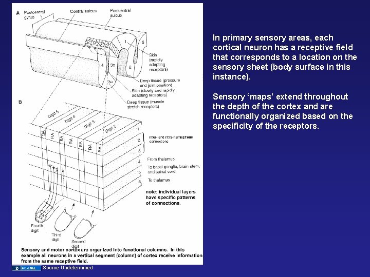 In primary sensory areas, each cortical neuron has a receptive field that corresponds to