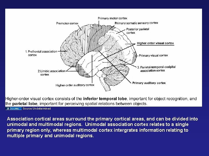 Source Undetermined Association cortical areas surround the primary cortical areas, and can be divided