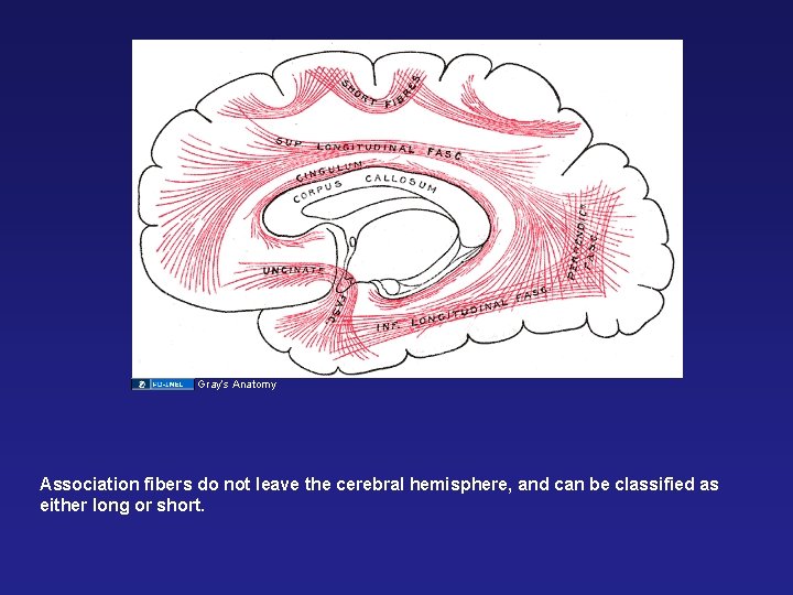 Gray’s Anatomy Association fibers do not leave the cerebral hemisphere, and can be classified