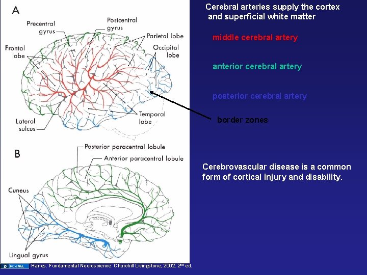 Cerebral arteries supply the cortex and superficial white matter middle cerebral artery anterior cerebral
