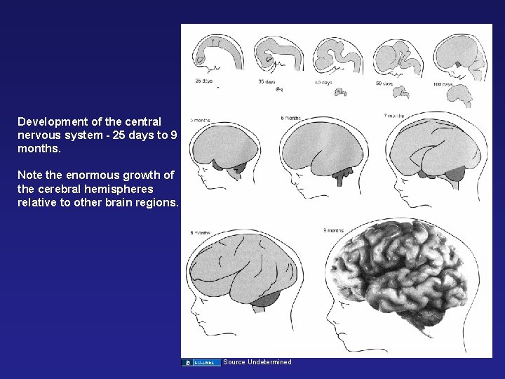 Development of the central nervous system - 25 days to 9 months. Note the