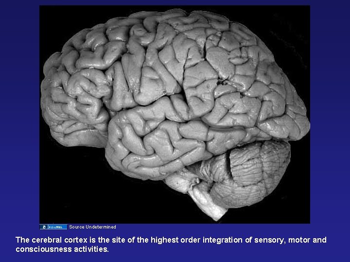 Source Undetermined The cerebral cortex is the site of the highest order integration of