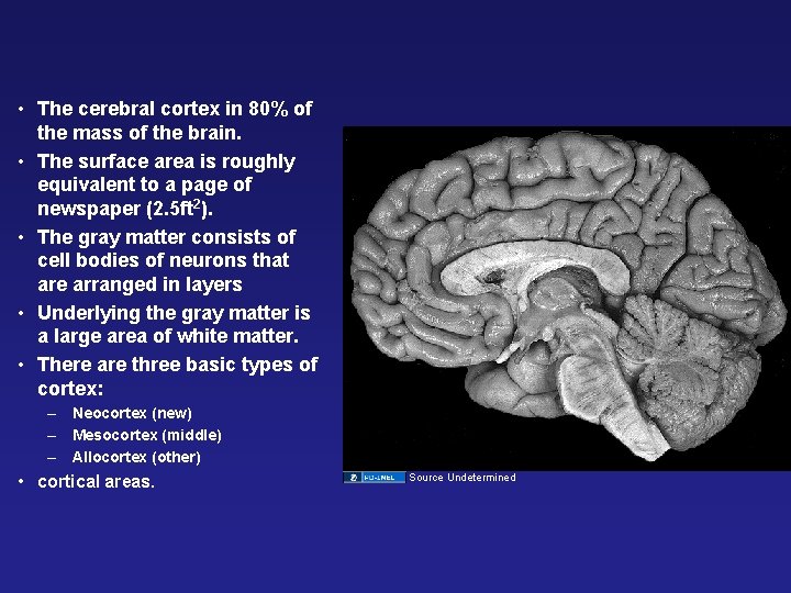  • The cerebral cortex in 80% of the mass of the brain. •