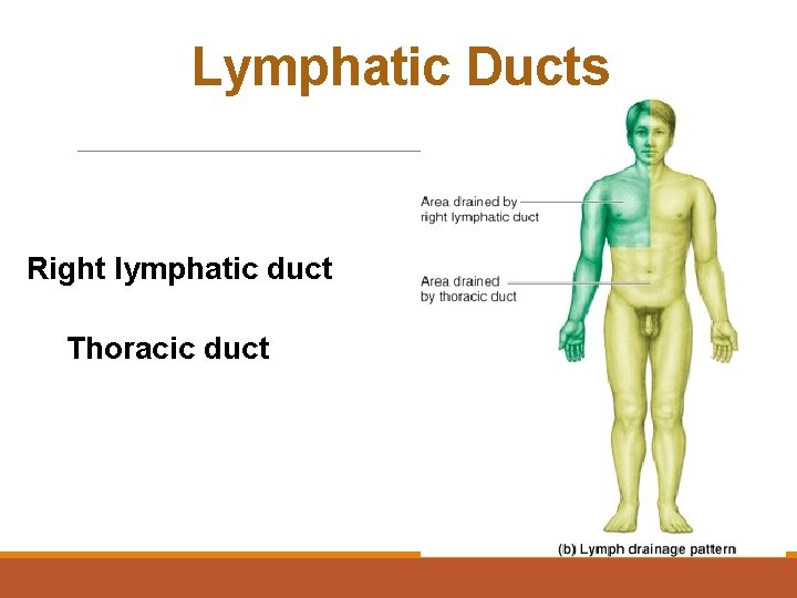 Lymphatic Ducts Right lymphatic duct Thoracic duct 