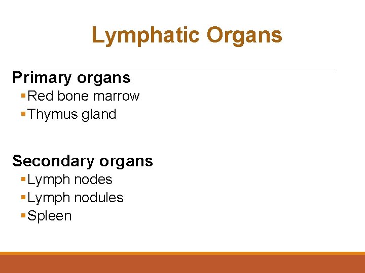 Lymphatic Organs Primary organs § Red bone marrow § Thymus gland Secondary organs §