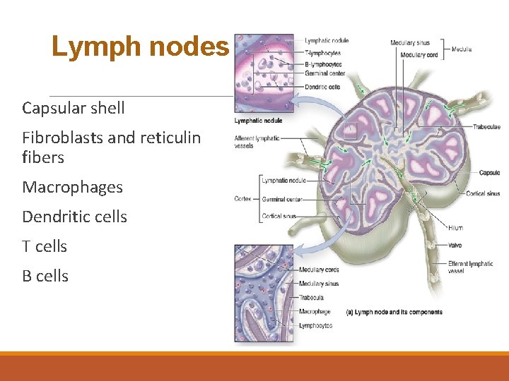 Lymph nodes Capsular shell Fibroblasts and reticulin fibers Macrophages Dendritic cells T cells B