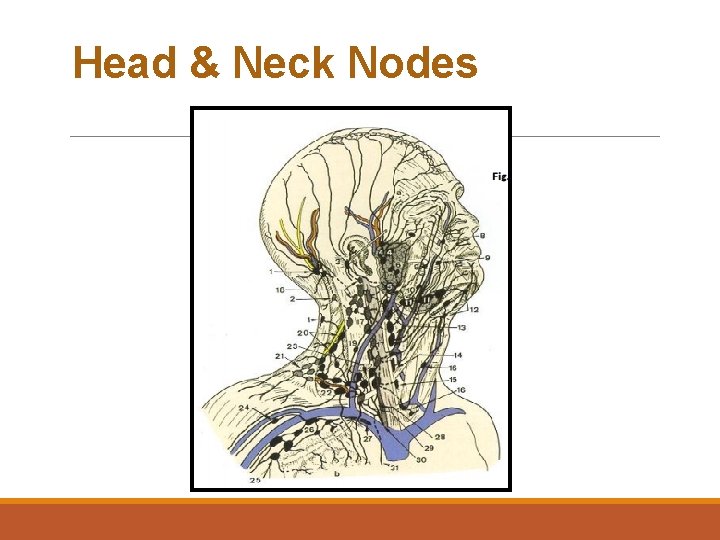 Head & Neck Nodes 