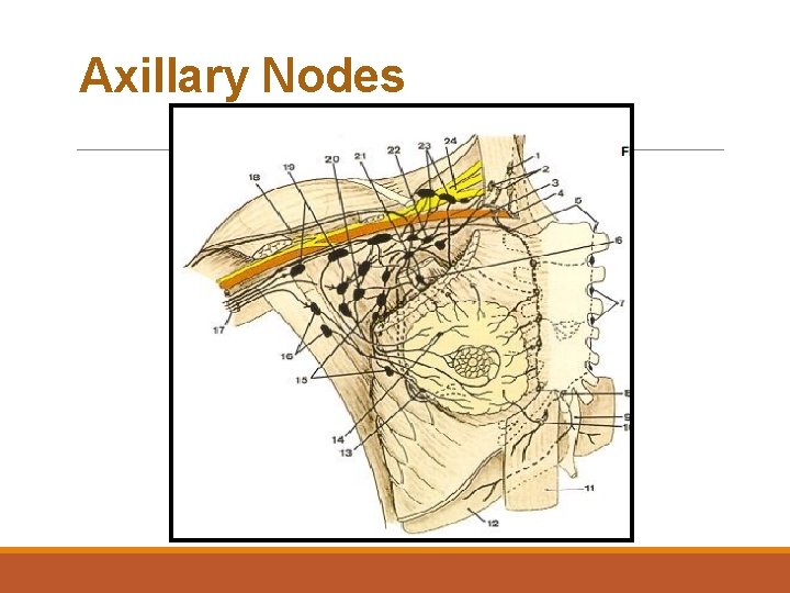 Axillary Nodes 