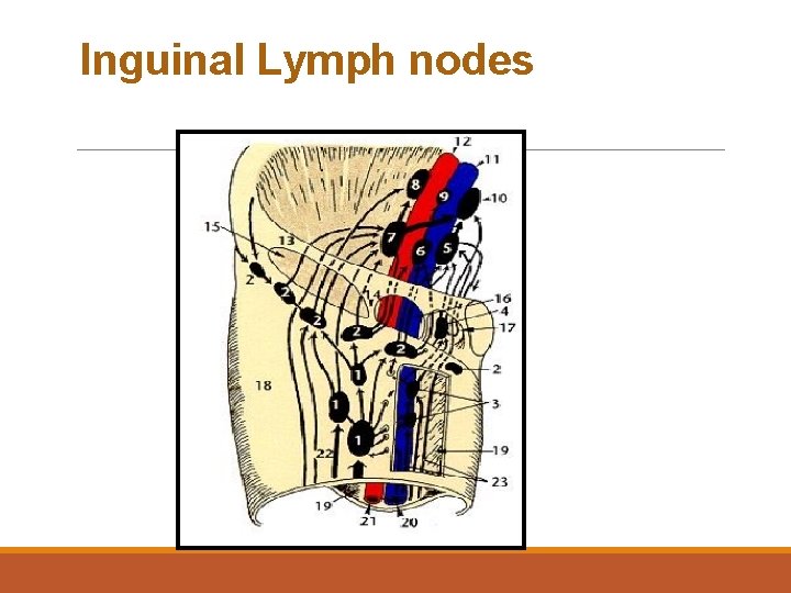 Inguinal Lymph nodes 