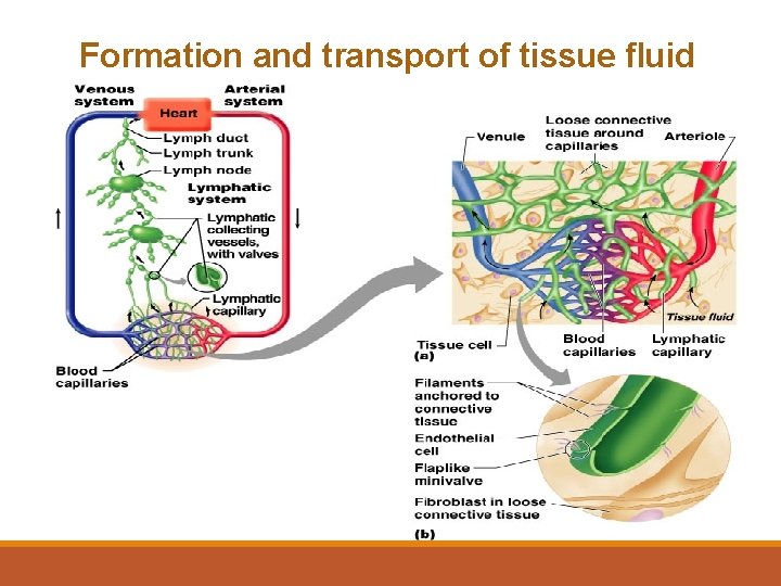 Formation and transport of tissue fluid 