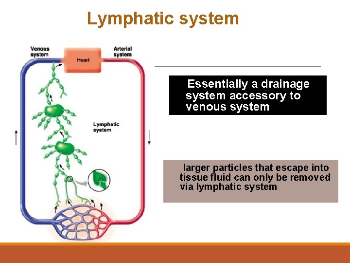 Lymphatic system Essentially a drainage system accessory to venous system larger particles that escape