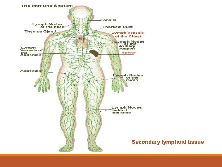 Secondary lymphoid tissue 