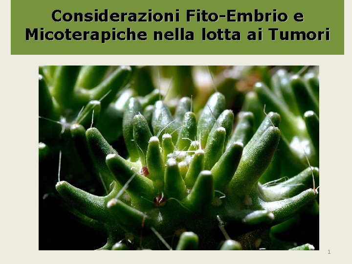 Considerazioni Fito-Embrio e Micoterapiche nella lotta ai Tumori 1 