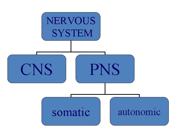 NERVOUS SYSTEM CNS PNS somatic autonomic 