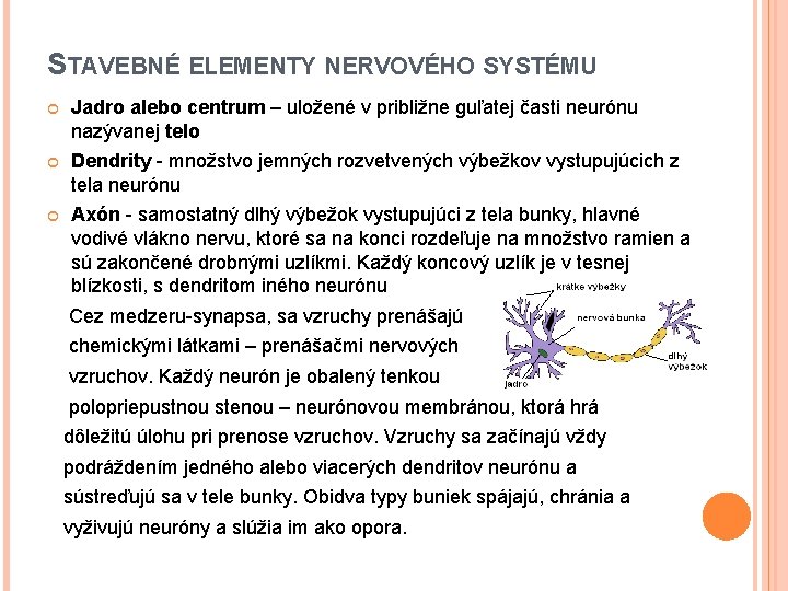 STAVEBNÉ ELEMENTY NERVOVÉHO SYSTÉMU Jadro alebo centrum – uložené v približne guľatej časti neurónu