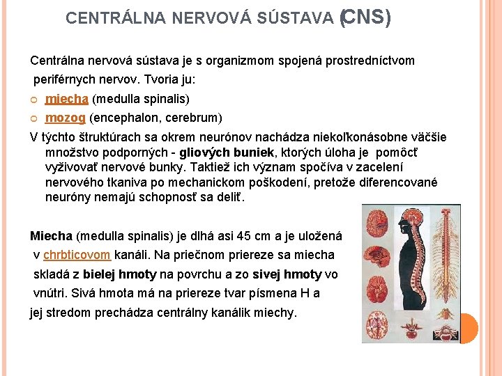 CENTRÁLNA NERVOVÁ SÚSTAVA (CNS) Centrálna nervová sústava je s organizmom spojená prostredníctvom periférnych nervov.