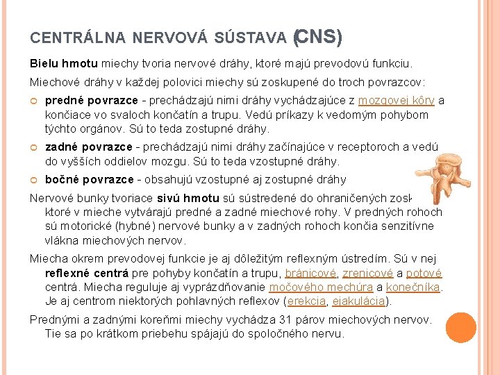 CENTRÁLNA NERVOVÁ SÚSTAVA (CNS) Bielu hmotu miechy tvoria nervové dráhy, ktoré majú prevodovú funkciu.