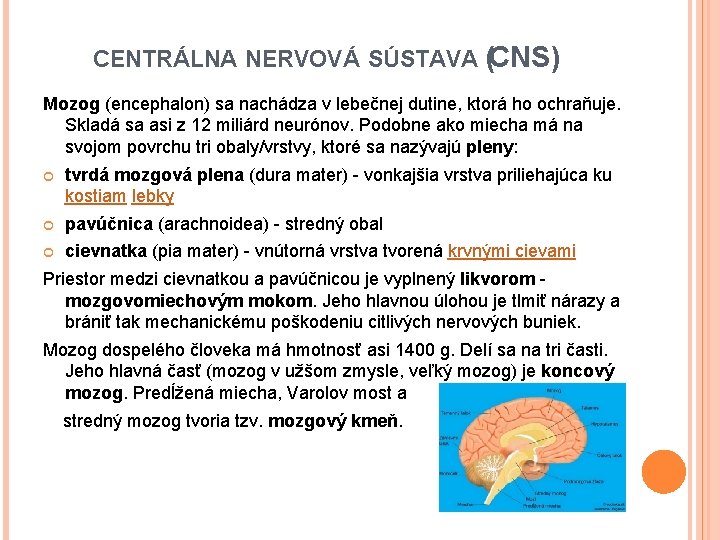 CENTRÁLNA NERVOVÁ SÚSTAVA (CNS) Mozog (encephalon) sa nachádza v lebečnej dutine, ktorá ho ochraňuje.