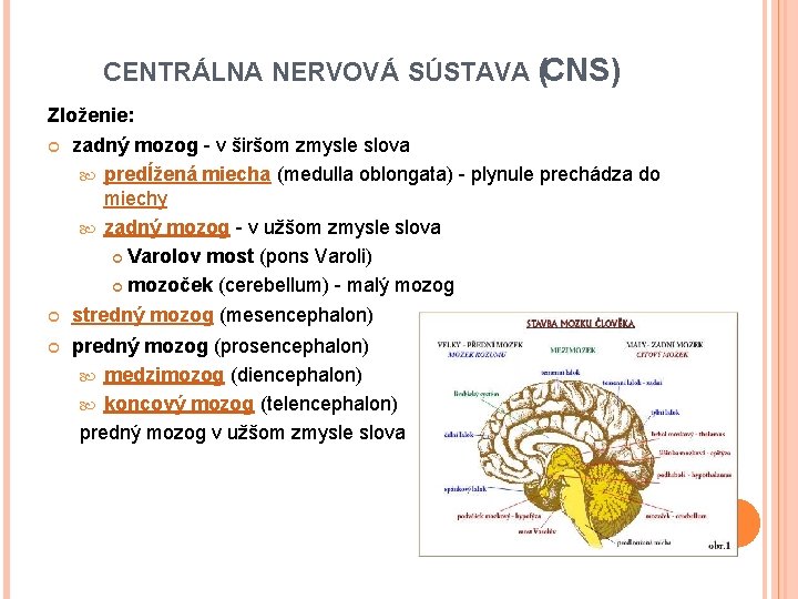 CENTRÁLNA NERVOVÁ SÚSTAVA (CNS) Zloženie: zadný mozog - v širšom zmysle slova predĺžená miecha