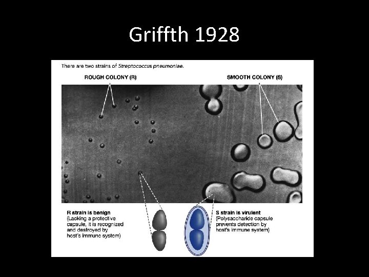 Griffth 1928 