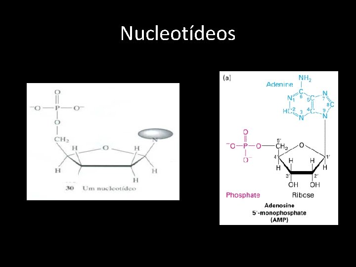 Nucleotídeos 