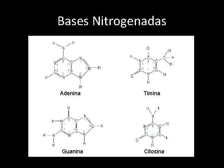 Bases Nitrogenadas Adenina Guanina Timina Citosina 