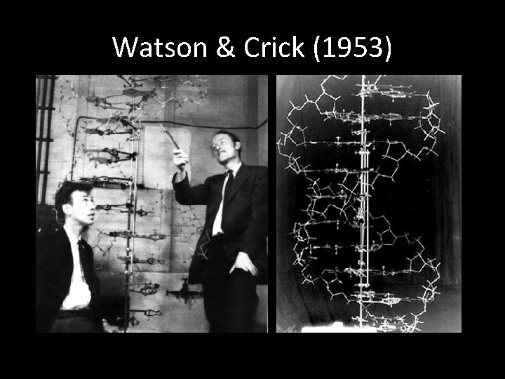 Watson & Crick (1953) 