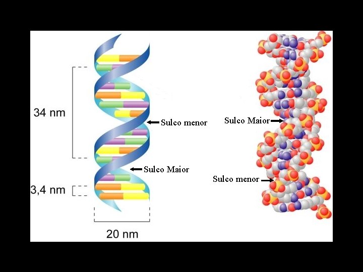 Sulco menor Sulco Maior Sulco menor 