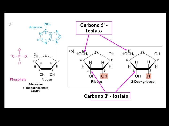 Carbono 5’ fosfato Carbono 3’ - fosfato 