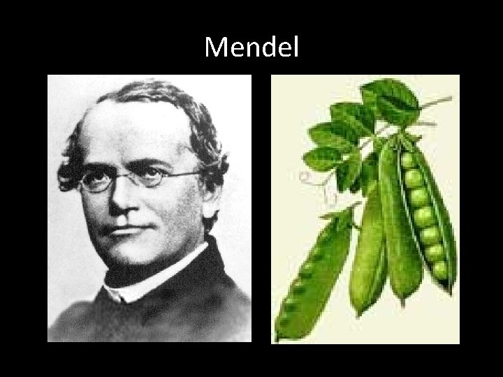 Mendel 