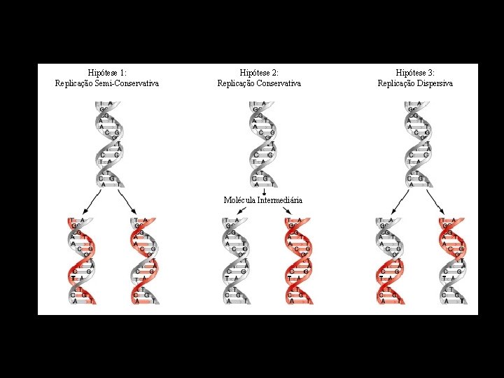 Hipótese 1: Replicação Semi-Conservativa Hipótese 2: Replicação Conservativa Molécula Intermediária Hipótese 3: Replicação Dispersiva