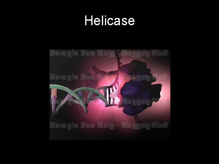 Helicase 