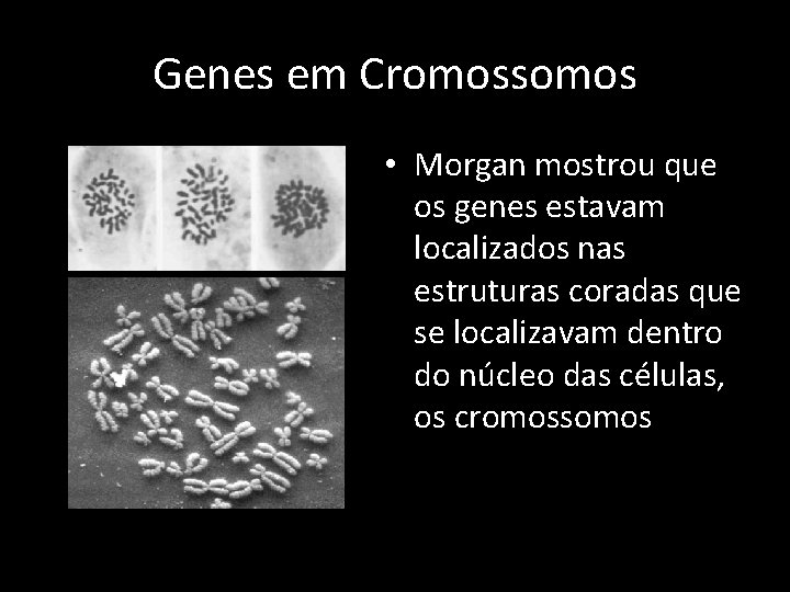 Genes em Cromossomos • Morgan mostrou que os genes estavam localizados nas estruturas coradas