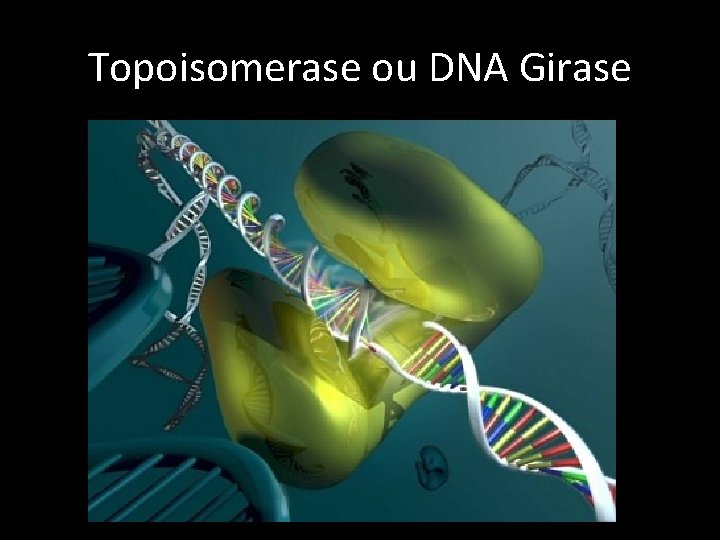 Topoisomerase ou DNA Girase 