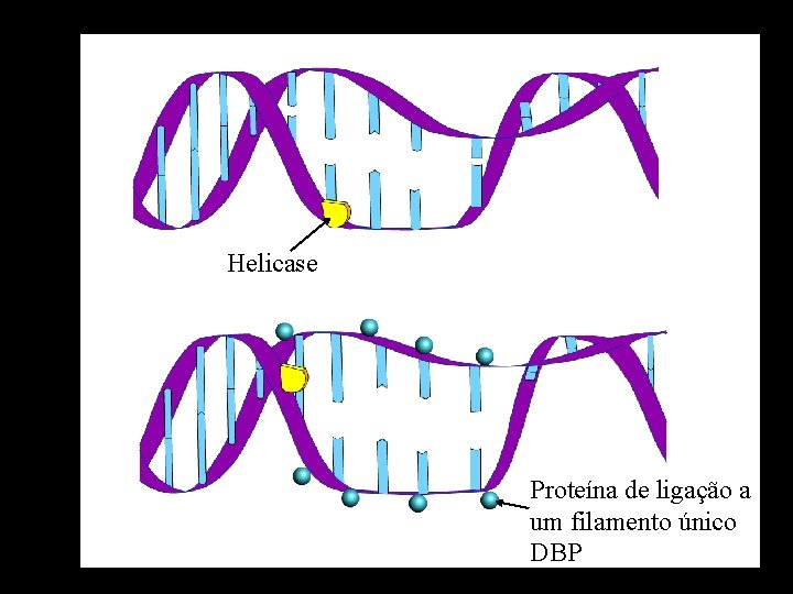 Helicase Proteína de ligação a um filamento único DBP 