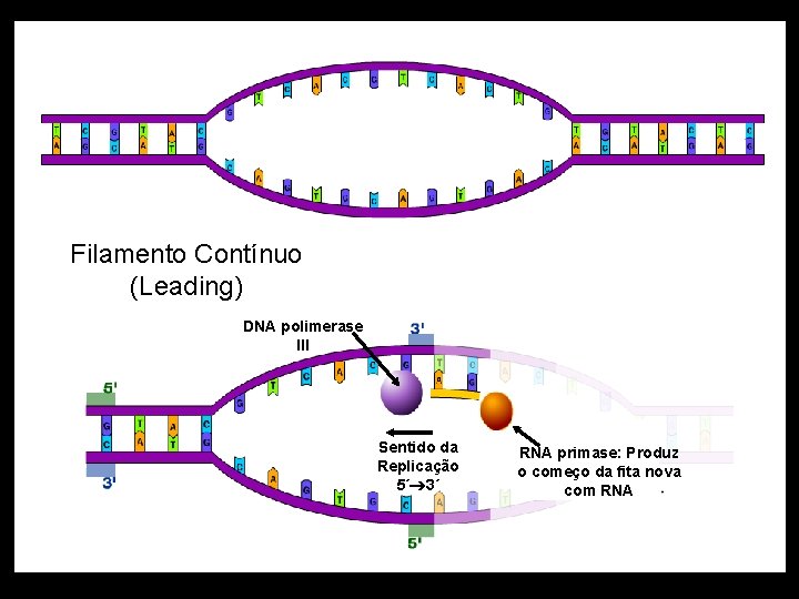 Filamento Contínuo (Leading) DNA polimerase III Sentido da Replicação 5´ 3´ RNA primase: Produz