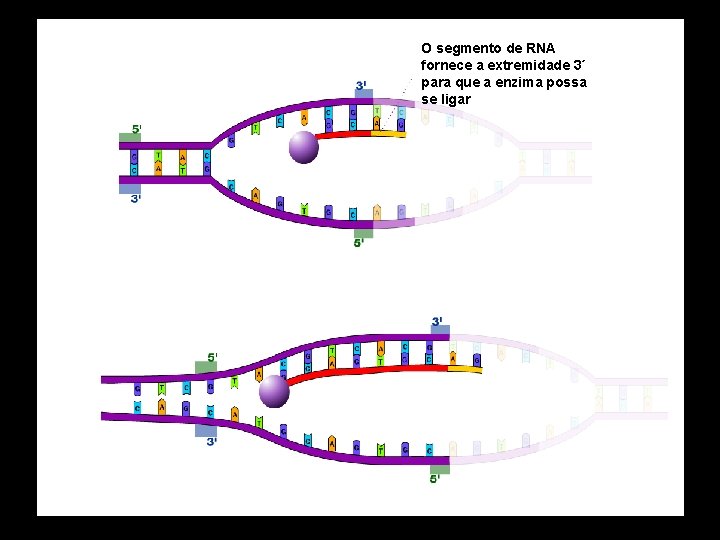 O segmento de RNA fornece a extremidade 3´ para que a enzima possa se