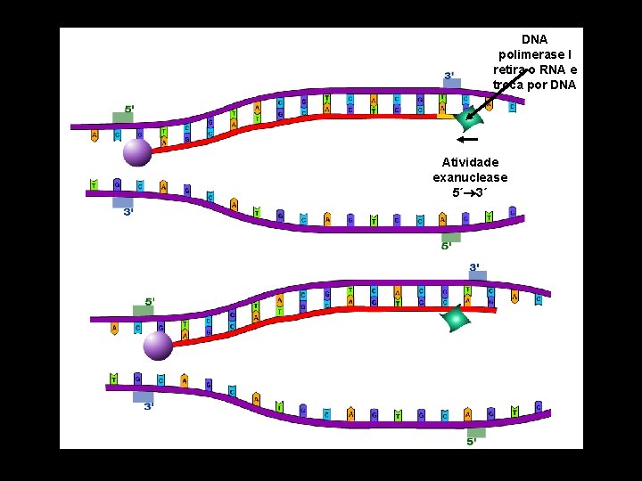 DNA polimerase I retira o RNA e troca por DNA Atividade exanuclease 5´ 3´