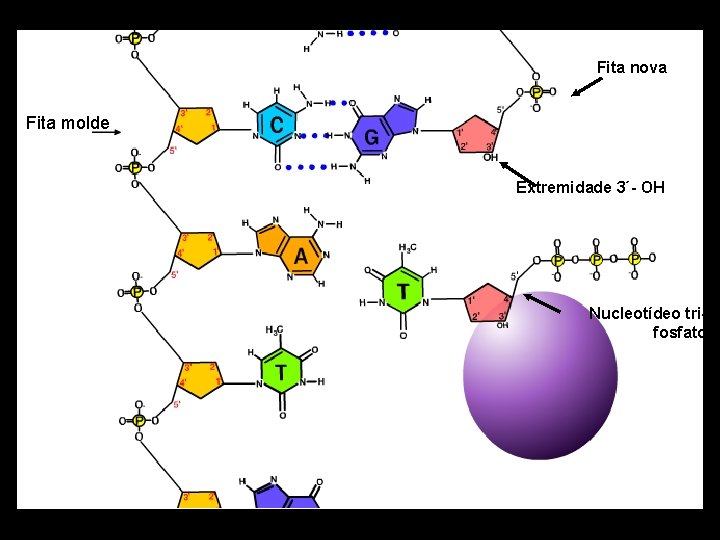 Fita nova Fita molde Extremidade 3´- OH Nucleotídeo trifosfato Fita nova Fita molde Extremidade 3´- OH Nucleotídeo trifosfato