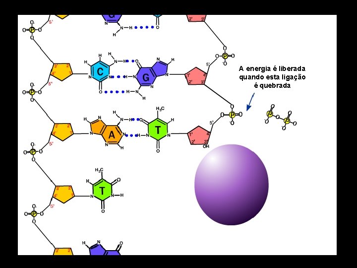 A energia é liberada quando esta ligação é quebrada 