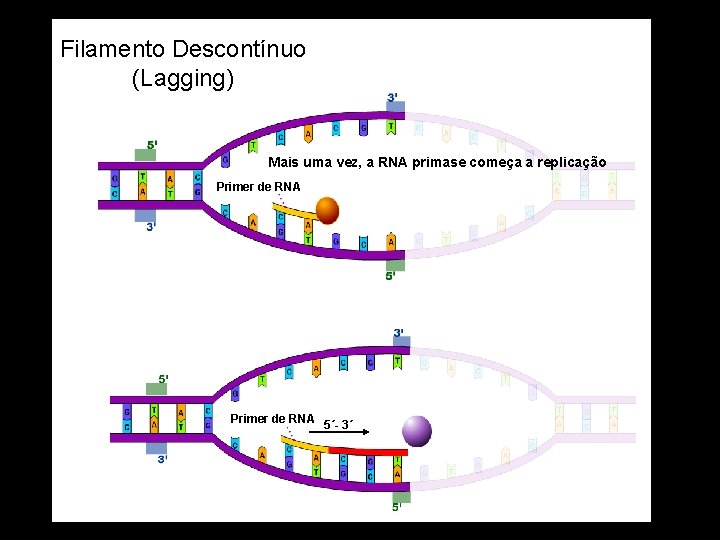 Filamento Descontínuo (Lagging) Mais uma vez, a RNA primase começa a replicação Primer de
