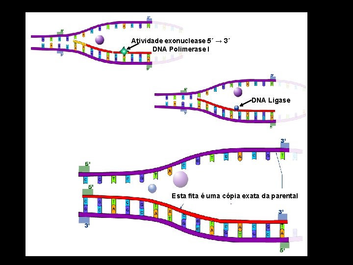 Atividade exonuclease 5´ → 3´ DNA Polimerase I DNA Ligase Esta fita é uma