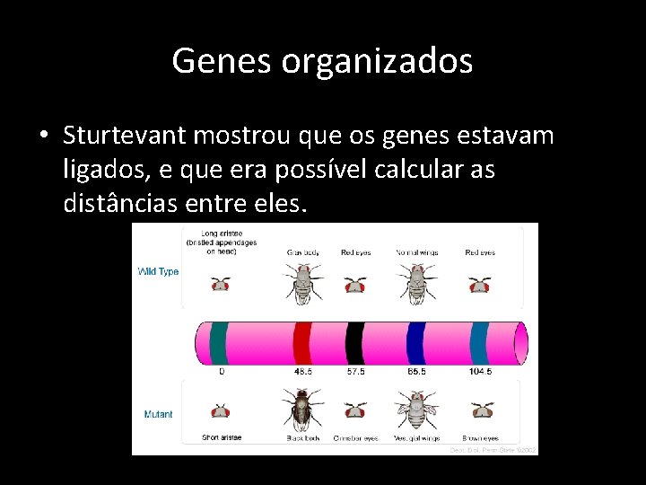 Genes organizados • Sturtevant mostrou que os genes estavam ligados, e que era possível