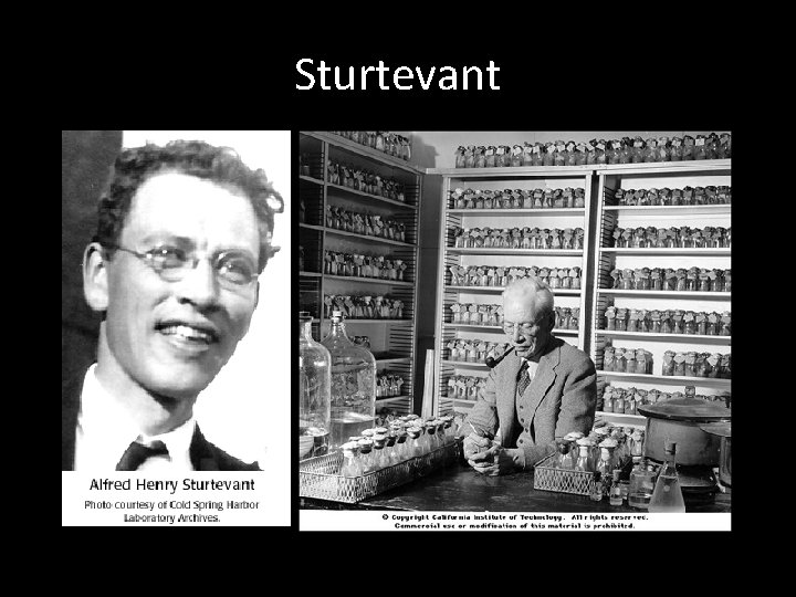 Sturtevant 