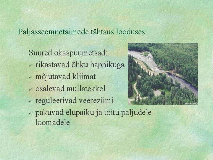 Paljasseemnetaimede tähtsus looduses Suured okaspuumetsad: ü rikastavad õhku hapnikuga ü mõjutavad kliimat ü osalevad