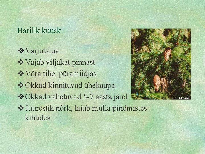 Harilik kuusk Varjutaluv Vajab viljakat pinnast Võra tihe, püramiidjas Okkad kinnituvad ühekaupa Okkad vahetuvad