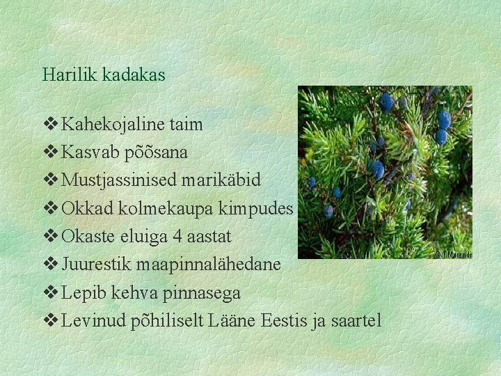 Harilik kadakas Kahekojaline taim Kasvab põõsana Mustjassinised marikäbid Okkad kolmekaupa kimpudes Okaste eluiga 4