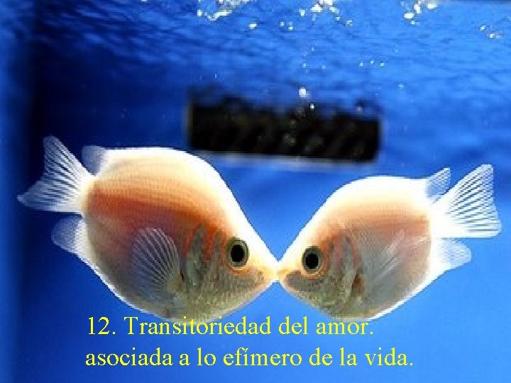 12. Transitoriedad del amor. asociada a lo efímero de la vida. 