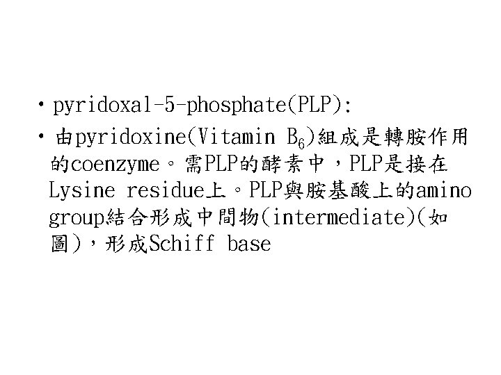  • pyridoxal-5 -phosphate(PLP): • 由pyridoxine(Vitamin B 6)組成是轉胺作用 的coenzyme。需PLP的酵素中，PLP是接在 Lysine residue上。PLP與胺基酸上的amino group結合形成中間物(intermediate)(如 圖)，形成Schiff base