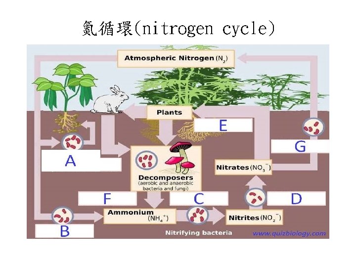 氮循環(nitrogen cycle) 